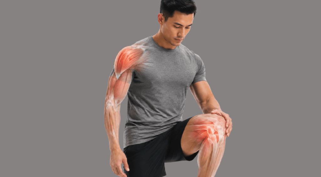 Tissue healing stages shown through muscle and joint recovery